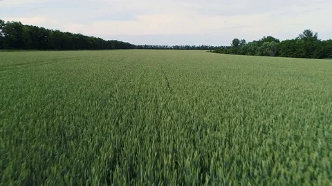 Aerial View. Flight Over The Field Of Green Wheat. Video stock 76622499