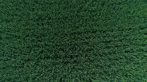 Aerial View. Flight Over The Field Of Green Wheat. Video stock 76623344