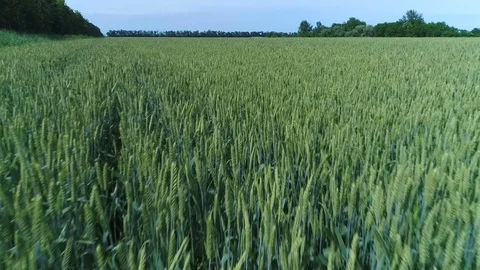 Aerial View. Flight Over The Field Of Green Wheat. Video stock 76624198