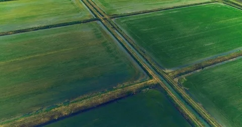 Aerial View. Flight Over The Field Of Rice. Video stock 76939157
