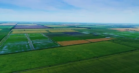Aerial View. Flight Over The Field Of Green Wheat And Rice. Video stock 76939367