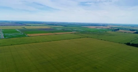 Aerial View. Flight Over The Field Of Green Wheat And Rice. Video stock 76939451