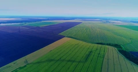 Aerial View. Flight Over The Field Of Green Wheat. Stock Footage 76939745