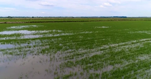 Aerial View. Flight Over The Field Of Rice. Video stock 76939926