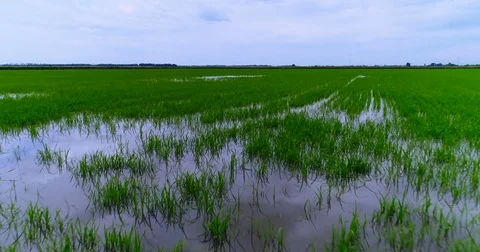 Aerial View. Flight Over The Field Of Rice. Video stock 76940215