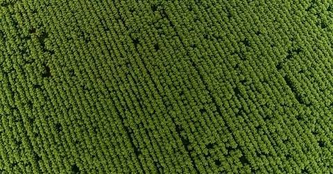 Aerial View. Flight Over The Field Of Sunflower. Video stock 76940339