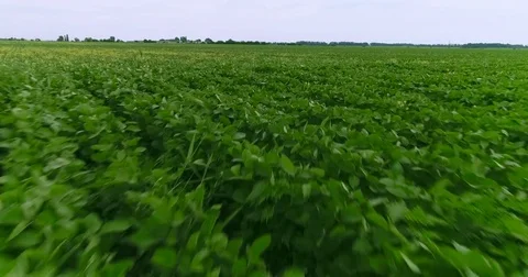 Aerial View. Flight Over The Field Of Soy. Video stock 76940629
