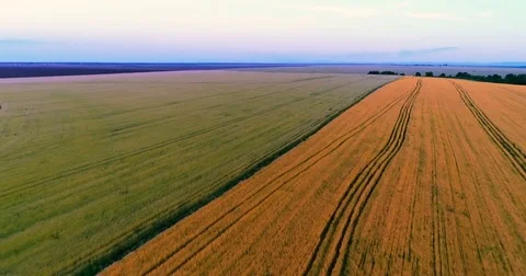 Aerial View. Flight Over The Field Of Green Wheat. Stock Footage 76940659