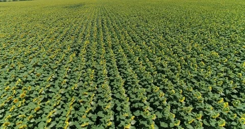 Aerial View. Flight Over The Field Of Sunflower. Video stock 77733185