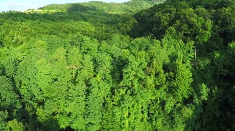 AERIAL view. Flight over forest in mountains 스톡 동영상 54621744