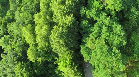 AERIAL view. Flight over forest road in mountains Stock-Footage 54622677