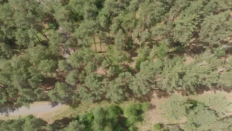 Aerial view. Flight over the forest Stock Footage 90747027