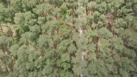 Aerial view. Flight over the forest Stock Footage 90747090
