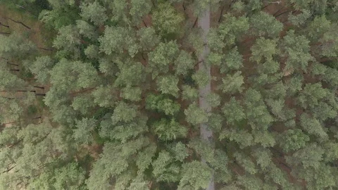 Aerial view. Flight over the forest Stock Footage 90747162
