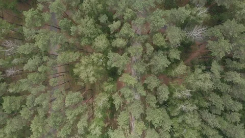 Aerial view. Flight over the forest Stock Footage 90747183