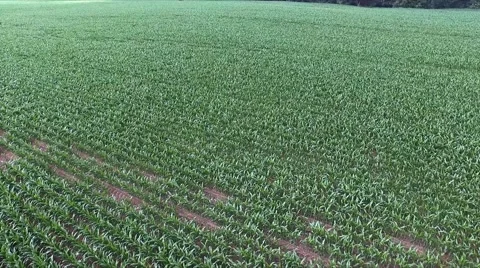 Aerial view - flight over green field with young corn plants  Stock Footage 64262293