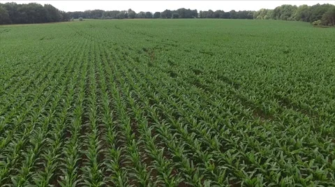 Aerial view - flight over green field with young corn plants  Stock Footage 64262298
