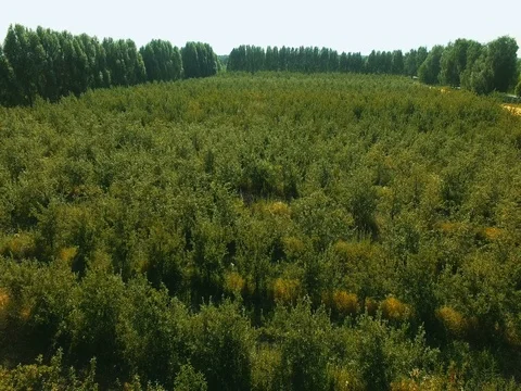 AERIAL VIEW: Flight over green fruit trees, on which grow apples and pears. Video stock 77595836