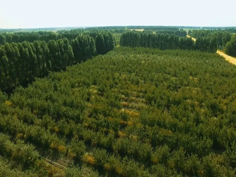 AERIAL VIEW: Flight over green fruit trees, on which grow apples and pears. Stock Footage 77595859