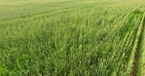Aerial View. Flight over a green grassy fields Video stock 77682941