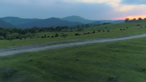 Aerial view flight over herd of cows at mountain meadow Stock Footage 109122044