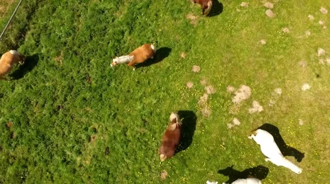 Aerial view flight over horses on green pasture - Aerial view Stock Footage 62935382
