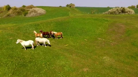Aerial view flight over horses on green pasture Stock Footage 62935623