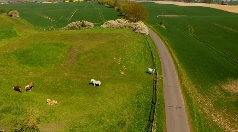 Aerial view flight over horses on green pasture next to a country road  Stock Footage 62936035