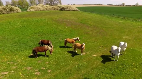 Aerial view flight over horses on green pasture - Aerial view Stock Footage 62937619