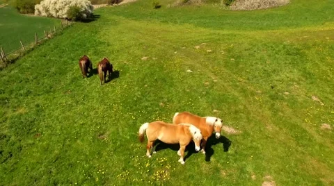 Aerial view flight over horses on green pasture - Aerial view Stock Footage 62942418