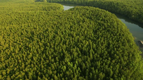 Aerial View: Flight over Krabi river mangrove forest, Southern Thailand Stock Footage 37147698