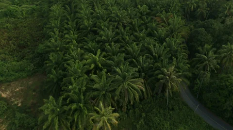 Aerial View: Flight over Krabi river mangrove forest, Southern Thailand Stock Footage 37147872