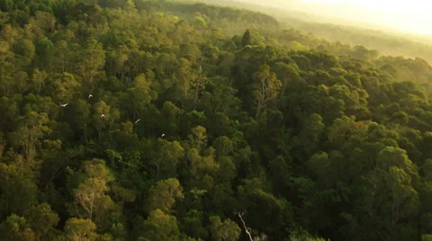 Aerial View: Flight over Krabi river mangrove forest, Southern Thailand Stock Footage 37215363