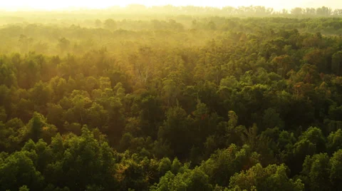 Aerial View: Flight over Krabi river mangrove forest, Southern Thailand Stock Footage