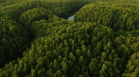 Aerial View: Flight over Krabi river mangrove forest, Southern Thailand Stock Footage 37215562