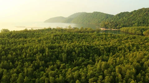 Aerial View: Flight over Krabi river mangrove forest, Southern Thailand Stock Footage 37215701