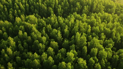 Aerial View: Flight over Krabi river mangrove forest, Southern Thailand Stock Footage 37216599