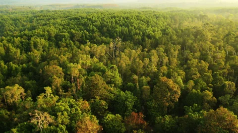 Aerial View: Flight over Krabi river mangrove forest, Southern Thailand Stock Footage 37216679
