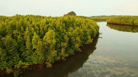 Aerial View: Flight over Krabi river mangrove forest, Southern Thailand Stock Footage 37312840