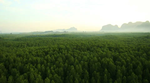 Aerial View: Flight over Krabi river mangrove forest, Southern Thailand Stock Footage 37329331