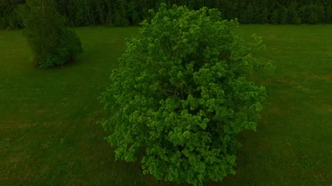 Aerial view. Flight over a lonely oak tree in the field. Summer. Stock Footage