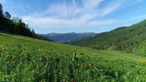 Aerial View. Flight over the Mountain Valley. Sunny summer time [Altai. Siberia] Stock Footage 91670426