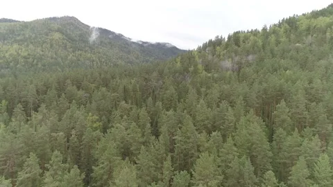 Aerial View. Flight over the Mountain Valley. Morning fog [Altai. Siberia] Stock Footage 91680343
