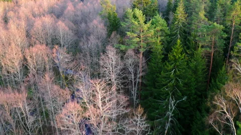Aerial view. Flight over old deciduous forest and old coniferous Video stock 303402477