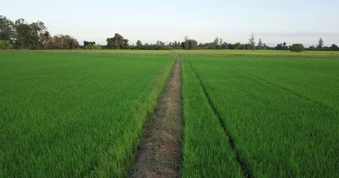 Aerial view flight over the paddy fields Stock Footage 83760672