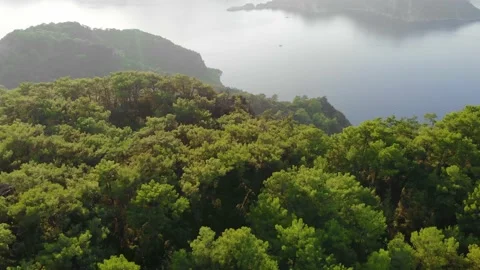 Aerial view flight over pine tree forest in mountains island at sunset. Drone Video stock 145350215