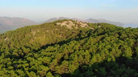 Aerial view flight over pine tree forest in Mountain at sunset. Drone shot flyin Video stock 145493405