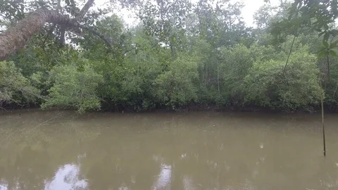 Aerial View: Flight over river mangrove forest, Stock Footage 81465077