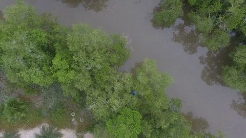 Aerial View: Flight over river mangrove forest, Видео 81466615
