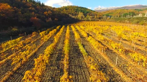 AERIAL VIEW. Flight Over Rows Of Vineyards At Fall Season Stock-Footage 58746349